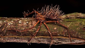 Karya Roberto Garcia Roa, Spanyol. Foto: The German Society for Nature Photography