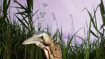 Karya Tom Robinson, Inggris. Foto: The German Society for Nature Photography