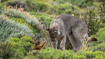 Karya Tom Robinson, Inggris Foto: The German Society for Nature Photography