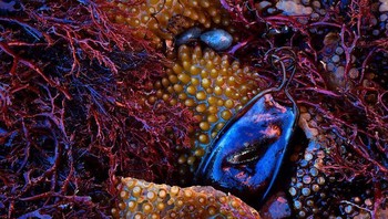 Karya César Llaneza Rodríguez, Spanyol. Foto: The German Society for Nature Photography