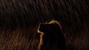 Karya Sergey Gorshkov, Rusia. Foto: The German Society for Nature Photography
