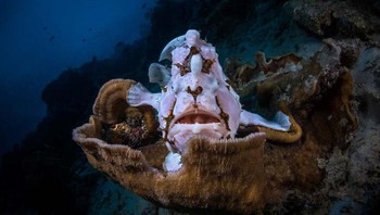 Karya Gabriel Barathieu , Mayotte. Foto: The German Society for Nature Photography