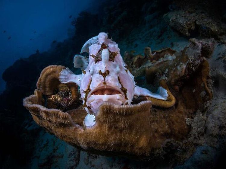 Karya Jawara Kontes Foto Satwa Liar Bikin Tercengang