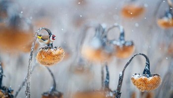 Karya Mateusz Piesiak. Foto: The German Society for Nature Photography