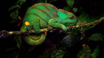 Karya Petr Bambousek, Republik Ceko Foto: The German Society for Nature Photography