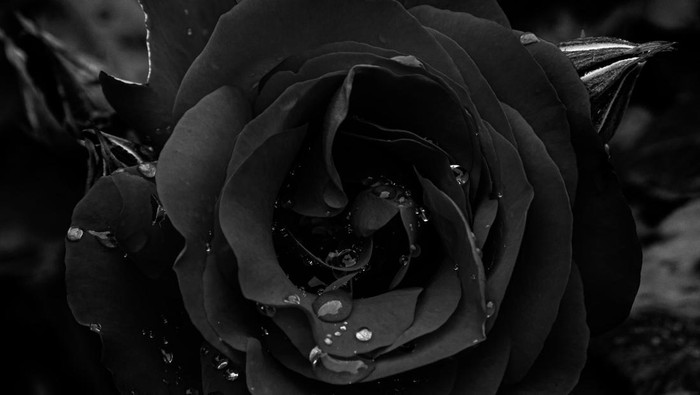 Bunga mawar hitam yang menandakan duka cita dan kesedihan.