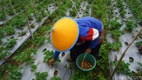 Saat mulai kerepotan memperbanyak stroberi sendiri, Mukhtar masih terus mengembangkan stroberi hingga memberdayakan para petani di sekitarnya. Ia pun memberikan modal bibit kepada mereka yang nantinya ia kumpulkan lagi hasil panennya.  