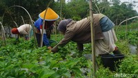 Saat ini, Mukhtar menggarap sekitar 3 hektare lahan bersama 15 orang pekerjanya. 
