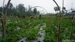 Melihat Budi Daya Stroberi di Kaki Gunung Slamet, Omzetnya Menggiurkan
