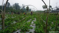 Mulanya Mukhtar yang saat itu masih berusia 17 tahun mencoba membudidayakan 5 pohon stroberi di pekarangan rumahnya di Desa Serang, Kecamatan Karangreja, Kabupaten Purbalingga. Namun, dari 5 pohon tersebut ia terus kembangkan, yang awalnya hanya menghasilkan 1 ons menjadi puluhan kilogram buah stroberi.  