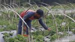 Melihat Budi Daya Stroberi di Kaki Gunung Slamet, Omzetnya Menggiurkan