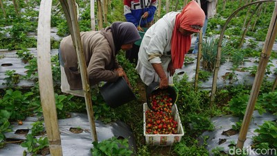 Melihat Budi Daya Stroberi di Kaki Gunung Slamet, Omzetnya Menggiurkan
