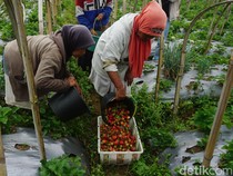 Melihat Budi Daya Stroberi di Kaki Gunung Slamet, Omzetnya Menggiurkan
