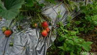 Beruntungnya, kebun dengan luas lahan 3 hekatare tersebut tepat berada di depan Desa Wisata Lembah Asri Serang. Sehingga selain memasarkan stroberi dalam bentuk kemasan ke toko-toko, ia memanfaatkan kebun tersebut untuk menjadi salah satu wahana wisata petik stroberi.   