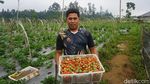 Melihat Budi Daya Stroberi di Kaki Gunung Slamet, Omzetnya Menggiurkan