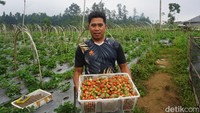 detikcom bersama BRI mengadakan program Jelajah Desa BRILiaN yang mengulas potensi dan inovasi desa di Indonesia baik dari segi perkembangan ekonomi, infrastruktur, hingga wisata serta dampaknya terhadap masyarakat lokal maupun nasional. Untuk mengetahui informasi program Desa BRILiaN lebih lanjut, ikuti terus informasinya hanya di jelajahdesabrilian.detik.com!  
