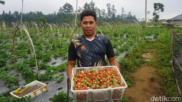 Bertani sering kali dipandang sebelah mata, padahal jika ditekuni dengan baik untungnya cukup menggiurkan. Seperti salah satu petani stroberi di Purbalingga ini.
