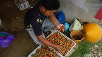 Mukhtar, pria kelahiran 1989 ini membuktikan profesi sebagai petani tak kalah sukses dengan para petinggi kantoran. Meski begitu, penghasilannya kini yang mencapai ratusan juta rupiah setiap bulannya tidaklah instan.  