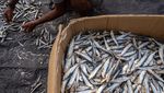 Melihat Produksi Ikan Kering di Tengah Turunnya Harga