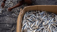 Harga ikan kering di tingkat nelayan di wilayah itu turun dari rata-rata Rp 35 ribu/kg menjadi Rp 25 ribu/kg.  