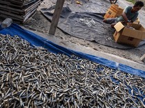 Melihat Produksi Ikan Kering di Tengah Turunnya Harga