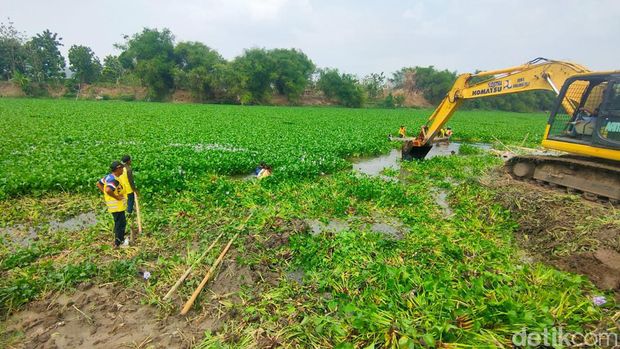 Pembersihan eceng gondok di sekitar Jembatan Malo Bengawan Solo.