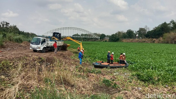 Pembersihan eceng gondok di sekitar Jembatan Malo Bengawan Solo.