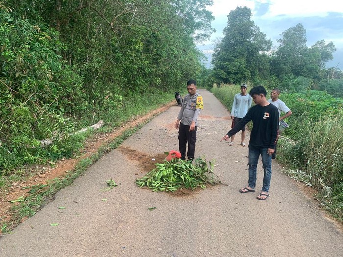 Pemotor tanpa helm tewas tertimpa pohon karet tumbang