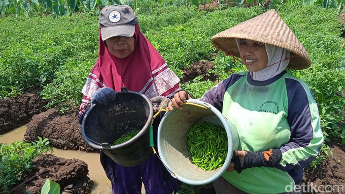 Petani di Desa Cikaso, Kecamatan Kramatmulya, Kabupaten Kuningan, menunjukkan cabai rawit hasil panen di lahan pertaniannya yang subur, Rabu (8/11). Harga cabai rawit di pasaran yang tinggi menjadikan para petani meraup keuntungan hingga empat kali lipat.