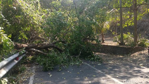 Pohon tumbang menghalangi jalan menuju Pantai Amed, Karangasem, Bali.
