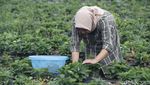 Sajian Unik Keripik Daun Stroberi, Begini Potret Pembuatannya