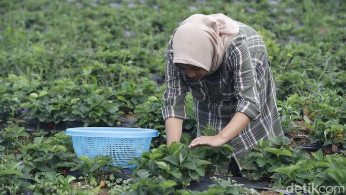 Sajian Unik Keripik Daun Stroberi Begini Potret Pembuatannya