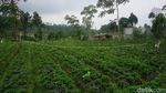 Sajian Unik Keripik Daun Stroberi, Begini Potret Pembuatannya