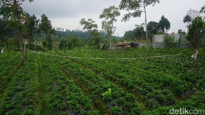 Olahan stroberi mungkin sudah biasa, namun bagaimana jika daunnya yang diolah jadi keripik? Yuk intip pembuatan sajian unik dari desa Serang, Purbalingga ini.