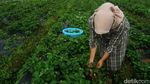 Sajian Unik Keripik Daun Stroberi, Begini Potret Pembuatannya