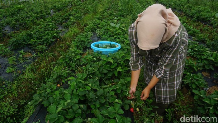 Olahan stroberi mungkin sudah biasa, namun bagaimana jika daunnya yang diolah jadi keripik? Yuk intip pembuatan sajian unik dari desa Serang, Purbalingga ini.