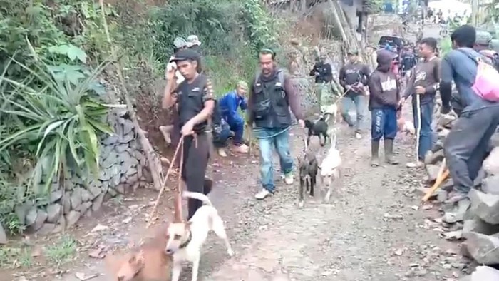 Aktivitas komunitas pemburu dan warga Sindangsari buru babi hutan yang menyerang seorang warga.