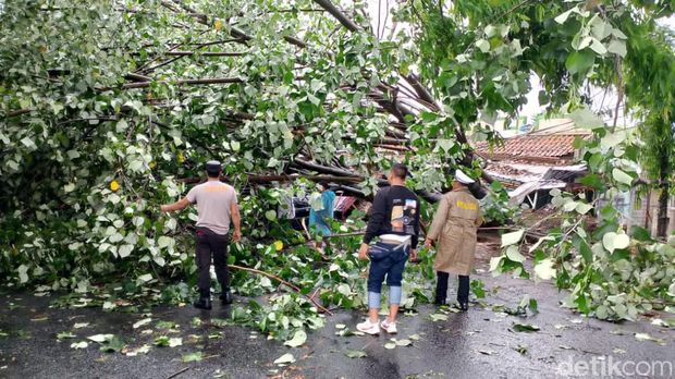 Angin kencang menyebabkan 9 pohon di Mataram tumbang dan menimpa mobil warga.