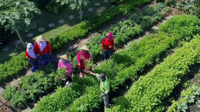BRI Peduli urban farming Surabaya