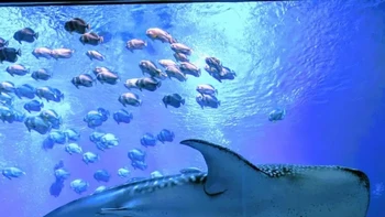 Hiu paus dan penyelam Foto: Twitter