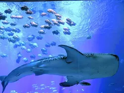 Foto Perbandingan Bikin Mata Melotot