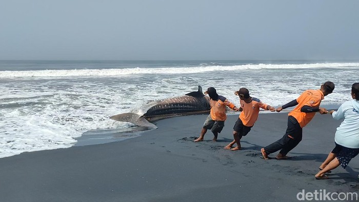 Proses evakuasi hiu tutul yang mati terdampar di pesisir Kalurahan Garongan, Kapanewon Panjatan, Kulon Progo, Kamis (9/11/2023).