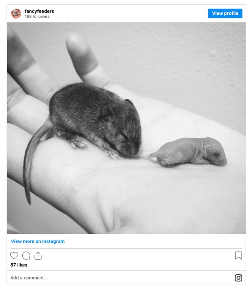 Foto Perbandingan Bikin Melotot