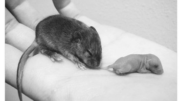 Seekor tikus berumur 11 hari dan bayi yang baru lahir Foto: Brightside