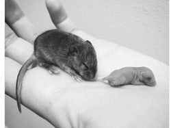 Foto Perbandingan Bikin Mata Melotot