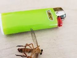 Foto Perbandingan Bikin Mata Melotot