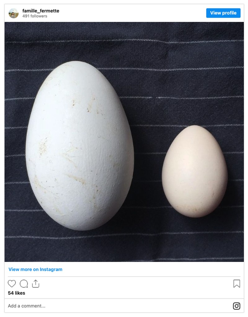 Foto Perbandingan Bikin Melotot