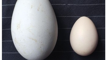 Telur angsa terbesar dan telur ayam terkecil di peternakan Foto: Brightside