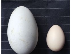 Foto Perbandingan Bikin Mata Melotot