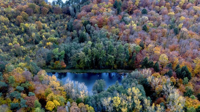 Colourful trees frame a small lake outside of the city of Usingen, Germany, Thursday, Nov. 9, 2023. (AP Photo/Michael Probst)